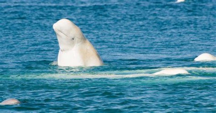 Beluga